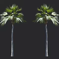 Two Tall Palm Trees with Slender Trunks and Lush Green Fronds Displaying Tropical Arbor Features