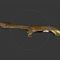 Brown Softshell Turtle With Long Neck And Webbed Feet On Gray Gradient Background 3d model