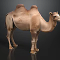 Camel with two humps standing on dark background in detailed realistic appearance