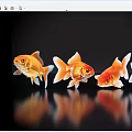 Four Orange Goldfish Swimming Gracefully In Black Background With Clear Reflection 3d model