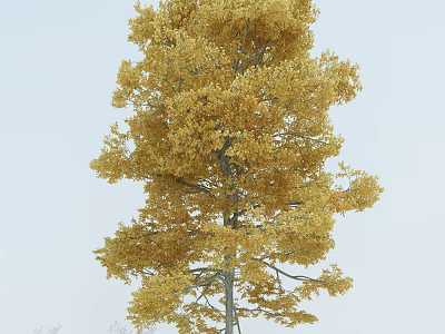 Tall Vibrant Autumn Arbor With Golden Lush Leaves Against Blue Sky 3d model
