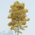 Tall Vibrant Autumn Arbor With Golden Lush Leaves Against Blue Sky