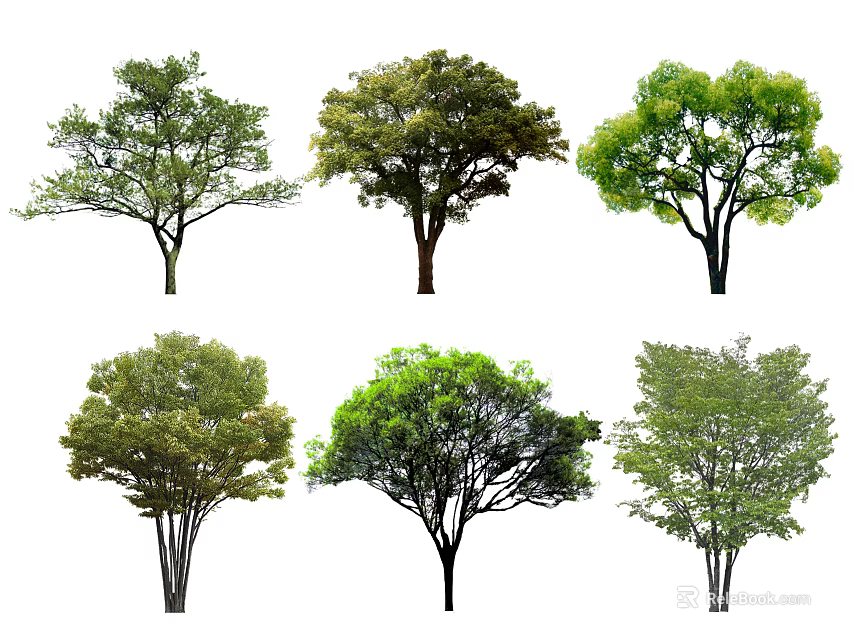 Various Types of Arbor Trees with Different Foliage Shapes and Canopy Sizes 3d model 