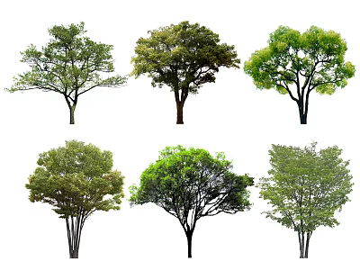 Various Types of Arbor Trees with Different Foliage Shapes and Canopy Sizes 3d model