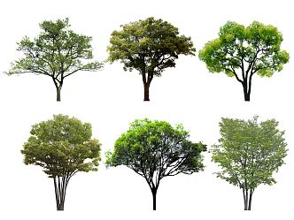 Modern trees Camphor trees Bushy trees Chinese tallow trees Park trees Landscape trees Street trees Ancient trees Model trees Big trees Trees 3d model