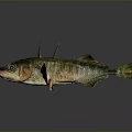 Greenish Brown Fish With Spines On Back And Shiny Scales On Dark Surface