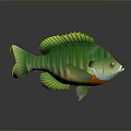 Colorful Green Striped Aquatic Fish with Vibrant Green Fins and Red Belly