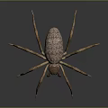 Realistic Spider With Long Legs And Textured Brown Body On Dark Surface
