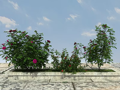 Flowering Plants With Pink Red Blooms Against Blue Sky White Clouds On Stone Pavement 3d model