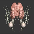 Detailed 3D Rendered Anatomical Structure With Brain Eyes And Networked Nerves