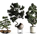 Artistic Bonsai Trees with Unique Shapes in Stone Ceramic and White Containers 3d model