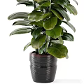 Healthy Potted Bonsai Plant With Lush Green Leaves In Dark Ceramic Pot