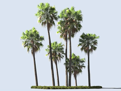 Tall Palm Trees With Lush Green Fronds Standing On Grass Base Outdoor Scene 3d model