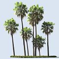 Tall Palm Trees With Lush Green Fronds Standing On Grass Base Outdoor Scene