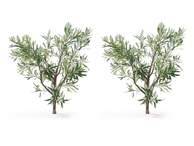 Two Lush Olive Trees With Green Leaves And Brown Trunks On White Background 3d model