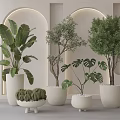 Indoor Bonsai Plants in White Pots with Various Green Species Minimalist Interior and Arch Wall