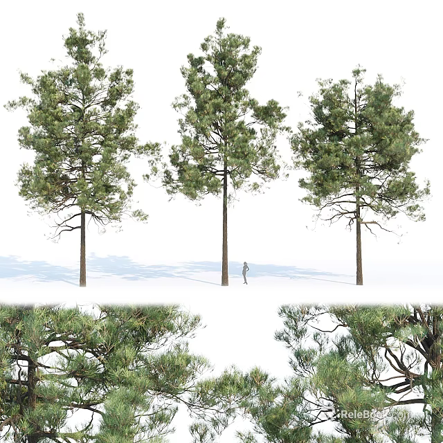 Tall Evergreen Trees With Lush Green Foliage And Natural Growth Forms In Landscape 3d model 
