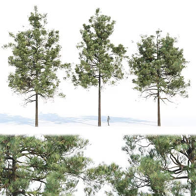 Tall Evergreen Trees With Lush Green Foliage And Natural Growth Forms In Landscape 3d model