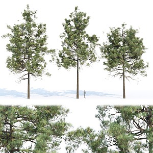 Pine Series No. 3d model