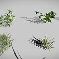 Various Green Plants Including Grass Shrubs and Leafy Sprouts Arranged on Gray Background