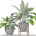 Lush Green Bonsai Potted Plants In Purple And Green Ceramic Pots On Wooden Stand