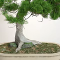 Bonsai Pine Tree With Lush Green Foliage Twisted Trunk Exposed Roots In Ceramic Pot