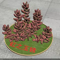 Red Hong Zhi Yu Jin Succulent Plants Arranged On Circular Green Base