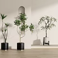 Various Types Of Indoor Bonsai Potted Plants With Black And White Floor Shelf Planters