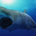 Giant Shark With Open Mouth Swimming In Blue Ocean Water Under Sunlight