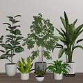 Indoor Green Potted Plants Small and Large in White Pots on Wooden Floor Light Wall