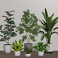 Green Plant Bonsai Plant Combination 3d model