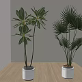 Large Indoor Potted Plants With Palm Like Leaves And Broad Foliage In White Pots