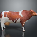 Brown And White Cow Standing On Reflective Surface With Gray Background