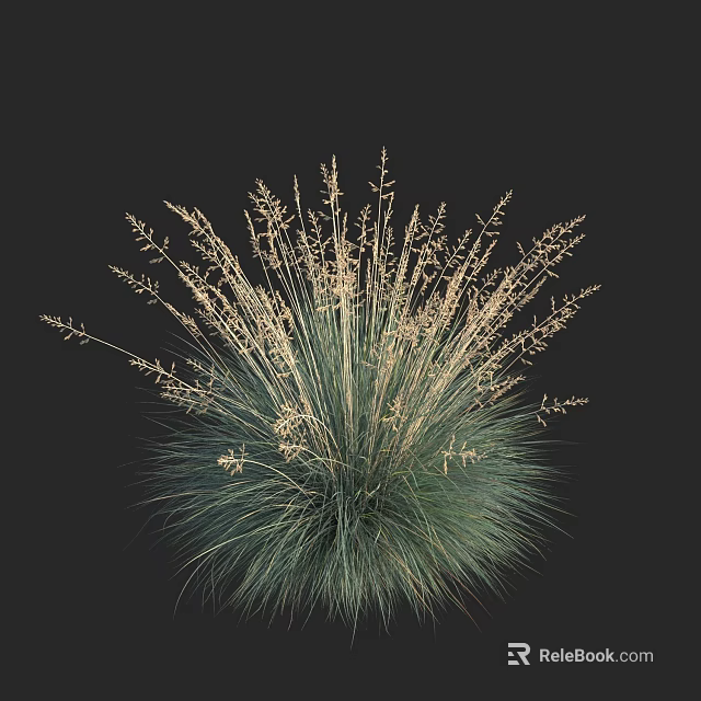 Elegant Ornamental Grass With Blue Green Foliage And Slender Plumes On Dark Background 3d model 