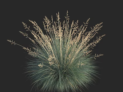 Elegant Ornamental Grass With Blue Green Foliage And Slender Plumes On Dark Background 3d model