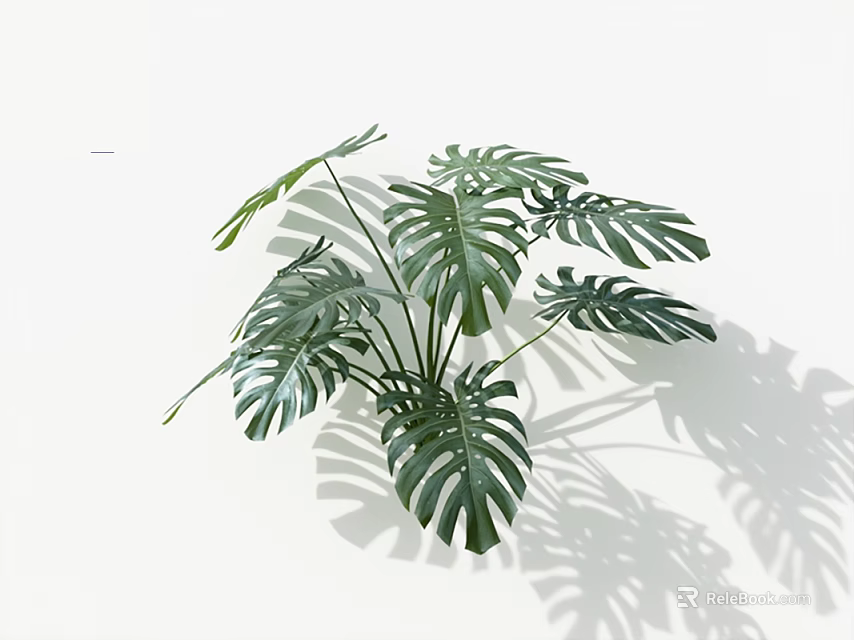 Large Green Monstera Leaves With Distinctive Holes On White Background And Shadow 3d model 