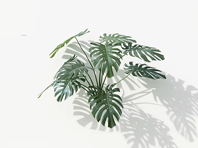 Large Green Monstera Leaves With Distinctive Holes On White Background And Shadow 3d model