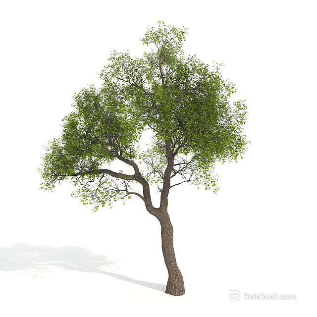 Arbor Tree With Green Foliage Branches And Brown Trunk On White Background 3d model 