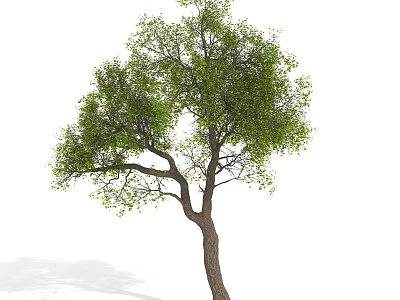 Arbor Tree With Green Foliage Branches And Brown Trunk On White Background 3d model