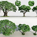 Different Arbor Sizes With Detailed Leaf Structures Showcasing Multiple Tree Varieties And Models 3d model