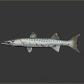 Slender Barracuda Fish With Blue Green Stripes And Sharp Teeth On Dark Reflective Background 3d model
