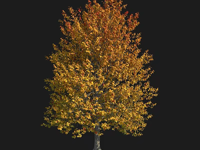 Autumn Deciduous Tree with Vibrant Yellow and Orange Leaves on Black Background 3d model