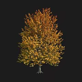 Autumn Deciduous Tree with Vibrant Yellow and Orange Leaves on Black Background