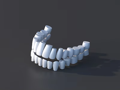 Detailed White Dental Teeth Model Arranged For Clinical Study And Treatment 3d model Detailed White Dental Teeth Model Arranged For Clinical Study And Treatment 3d model