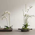 White Orchid Bonsai Potted Plants In Square Pots With Stones And Moss