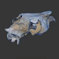 Animal Skull With Horns Showing Natural Bone Structure Of Fur Bearing Mammal
