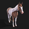 Brown And White Spotted Horse 3D Model Standing On Black Background 3d model