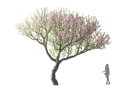Tall Tree With Pink Flowers Green Leaves And Curved Trunk Beside Human Silhouette 3d model