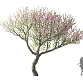 Purple Leaf Plum Flowering Trees Landscape Trees Street Trees Courtyard Trees 3d model