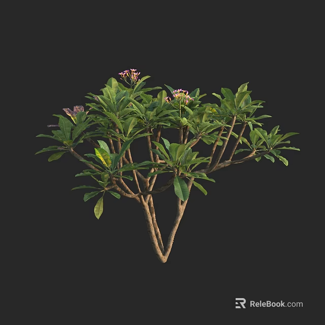 Lush Green Tree With Pink Flowers And Branchy Structure In Black Background 3d model 